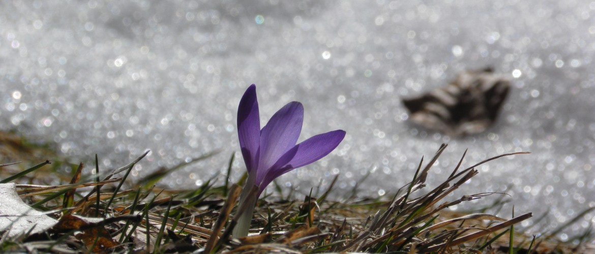 crocus-1208411