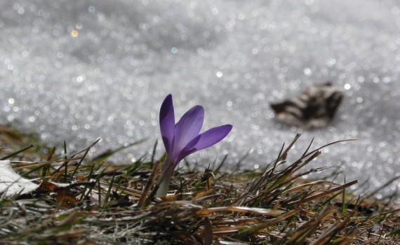 crocus-1208411